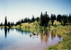 Goat Rocks Wilderness, cooling off in Sheep Lake, James, Darien, Brett, Rik, Michael