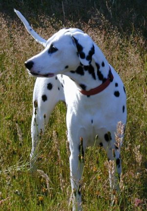 I love the sun and tall grass...