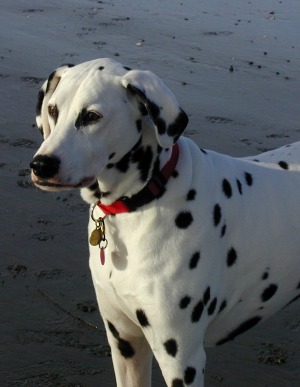 Bart loved the ocean beaches...