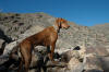 Hiking in the Arizona desert