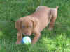 Already I fetch!