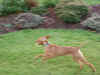 Running in my new yard!