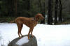 Yosemite in winter