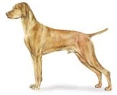 Vizsla