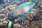 Parrot fish