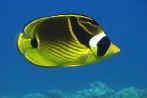 Raccoon butterfly fish