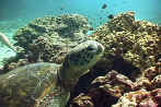 Sea turtle