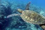 Sea turtle