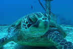 Sea turtle