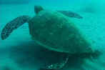 Sea turtle